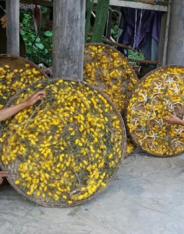 mulberry silk production