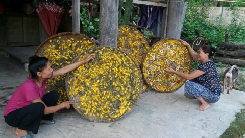 mulberry silk production