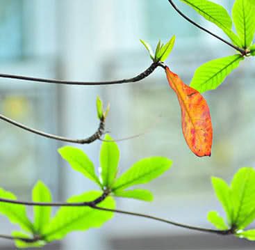 Mimi khăn tự nhiên nhuộm lá bàng
